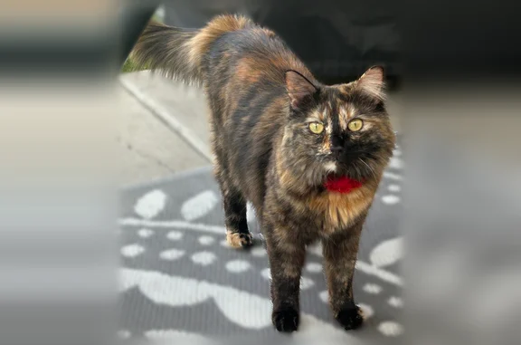 Lost female cat, South 910 West, 656, Pleasant Grove - tortoiseshell with unique markings - photo