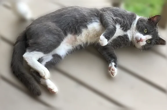 Lost cat, Blue Vista Road, Canton - male with a blue collar - photo