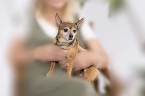 Lost dog, Eastside Road, Tyler - female chihuahua - photo