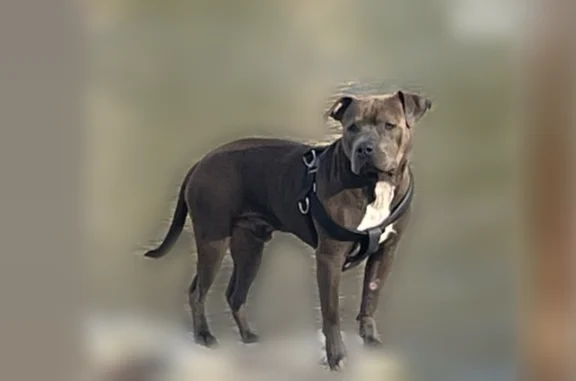 Missing dog Columbus, photo: Lost dog, Bob Billa Street, 3335, San Antonio