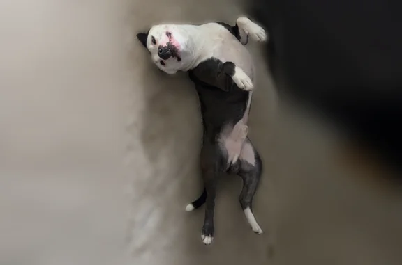 Lost dog, Suemac Road, 1182, Jacksonville - male with white paws - photo