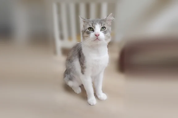 Missing cat Hartford, photo: Lost male cat, Ridgewood Road, 241, Hartford - large grey and white