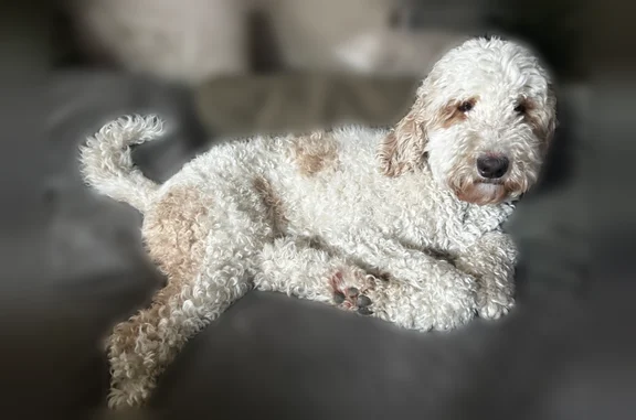 Lost dog, Delaney Court, Roseville - fluffy white doodle with brown spots - photo