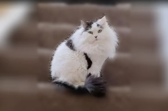 Lost cat, North 300 West, 97, American Fork - black and white Persian ragdoll mix - photo