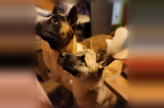 Lost dog, Hadley Street, Haltom City - female, fawn color - photo