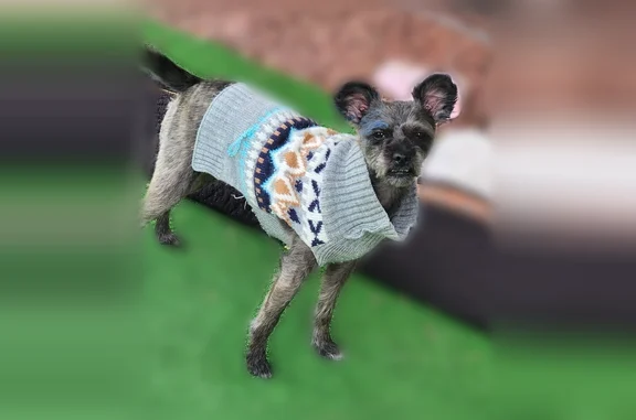 Lost female dog, North Lois Lane, 611, Chino Valley - black with white chest - photo