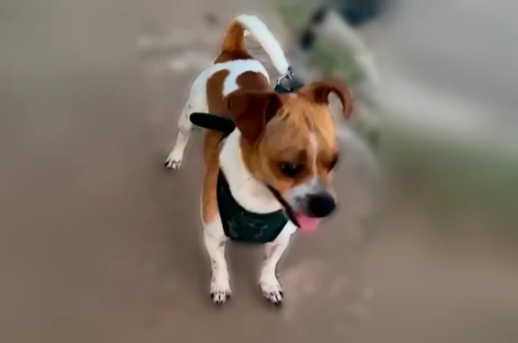 Missing dog San Antonio, photo: Lost dog, Algo Dulce, 3514, San Antonio - male, white with brown