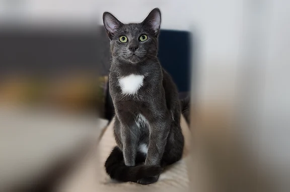 Lost cat, 91st Street, Queens - dark gray with white patch - photo