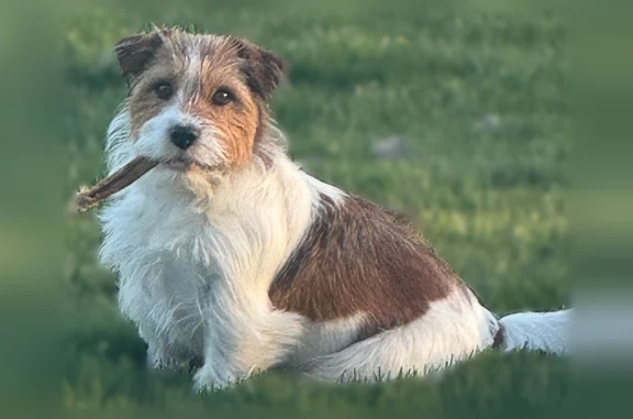 Lost dog, Commodore Perry Highway, Wakefield, Narragansett Pier - photo