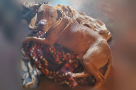 Missing dog Arlington, photo: Lost dog, 20th Street North, Arlington