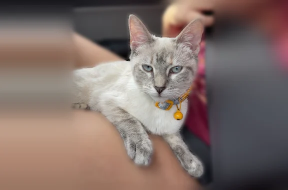 Lost cat, Industrial Park Access Road, Trumann - female named Rory - photo