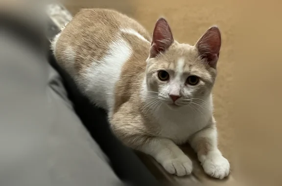 Lost cat, Pataskala, Arlington - white/tan shaved patch on left hip - photo
