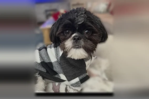 Lost dog, Orchard Hill Road, LaGrange - black & white Shih Tzu - photo