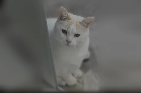 Missing cat Female, Rancho Santa Margarita (usl536784) - photo