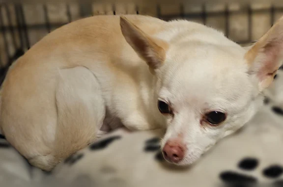 Lost dog, Matterhorn Street, Cedar Hill, Fort Worth - male chihuahua - photo