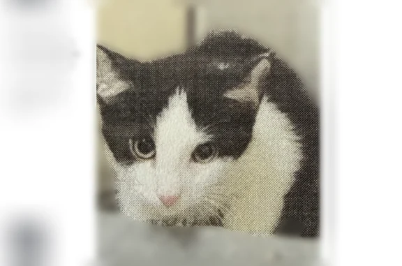 Lost male cat, Santa Fe Trail, Irving, Dallas - photo