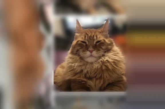 Lost cat, Oakcrest Avenue Northwest, Cleveland - deaf male named Freddie - photo