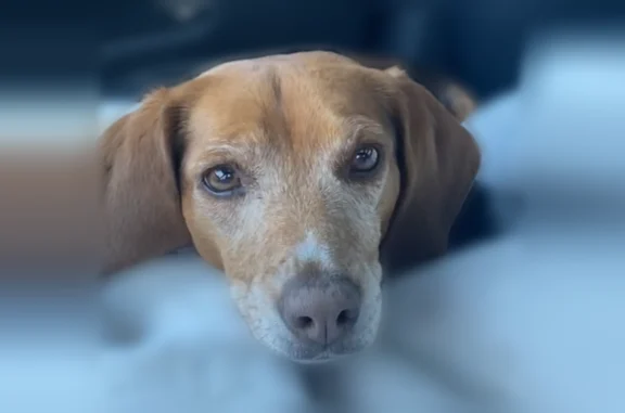 Lost dog, Dubre, Marrowbone - brown and red, female - photo