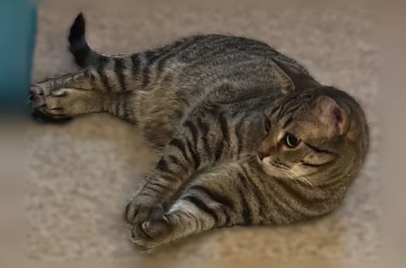 Missing cat Male, Edison (usl536792) - photo