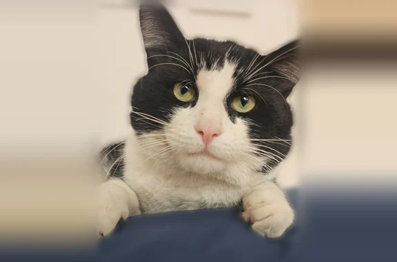 Lost cat, Mount Wayte Avenue, Framingham - black and white male - photo