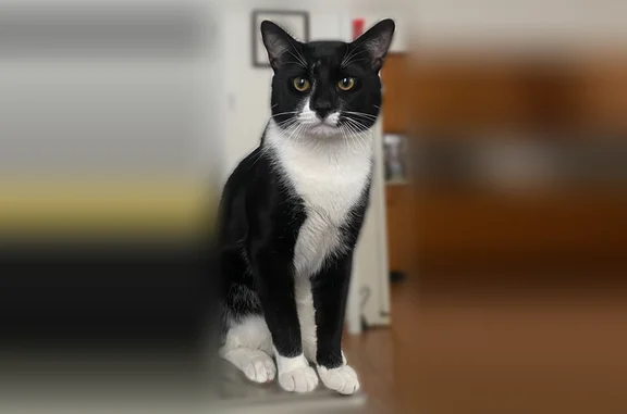 Lost cat, Gaston Avenue, Garfield - tuxedo with black nose - photo