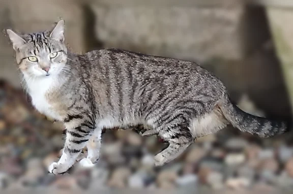 Lost and found pets Bloomington, photo: Found cat, Oak Creek Plaza, Bloomington - gray striped with white chest