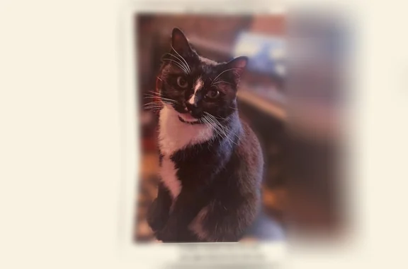 Lost cat, Florence Street, Baton Rouge - friendly tuxedo - photo