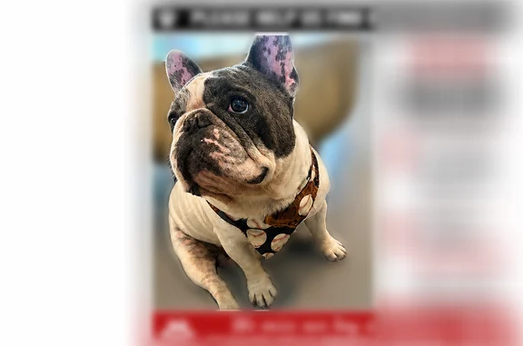 Lost dog, Southwest 98th Avenue, 1730, Miami - male, white with grey spots - photo