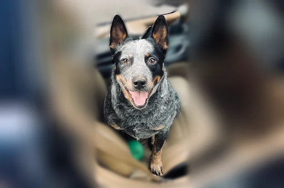 Lost dog, Ellen Drive, Glenvar, Roanoke - male, salt & pepper coat, docked tail - photo