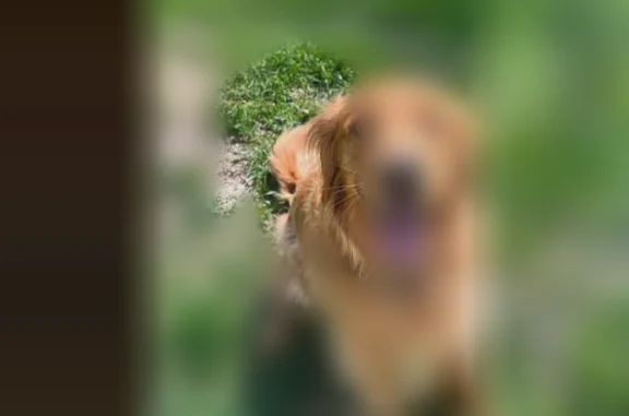 Lost dog, Emery Road, 6230, Churchtown - male golden retriever, microchipped - photo