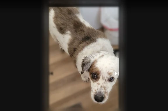 Missing dog Salt Lake City, photo: Lost dog, North 690 West, 2486, Clinton, Salt Lake City - male, very friendly