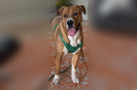 Lost and found pets Henderson, photo: Found dog, Pomander Point Place, 917, Henderson - male - wearing a green harness
