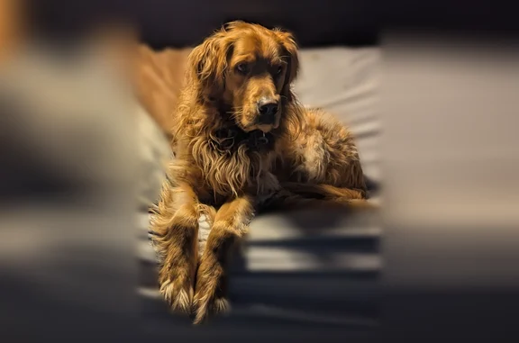 Missing dog Churchtown, photo: Lost dog, Emery Road, Toledo - male, green collar, camo harness