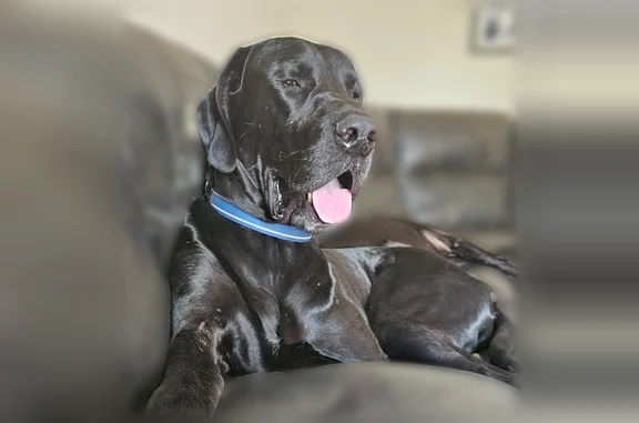 Lost dog, Saint Jo, Texas, Dallas - black 137-pound labradane, neutered male - photo