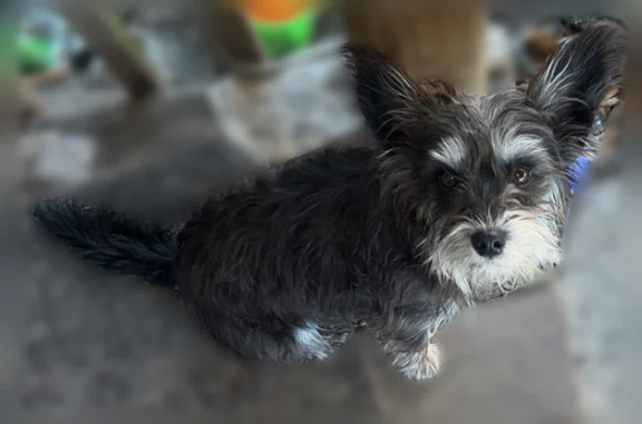 Lost dog, Deering Road, 950, Williston, Graniteville - female, black miniature schnauzer mix - photo