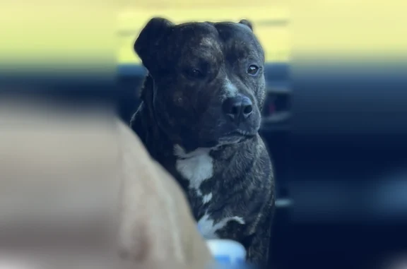 Lost dog, Wrights Mill Rd & Redds Branch Rd, Aiken - male, brindle pit bull - photo