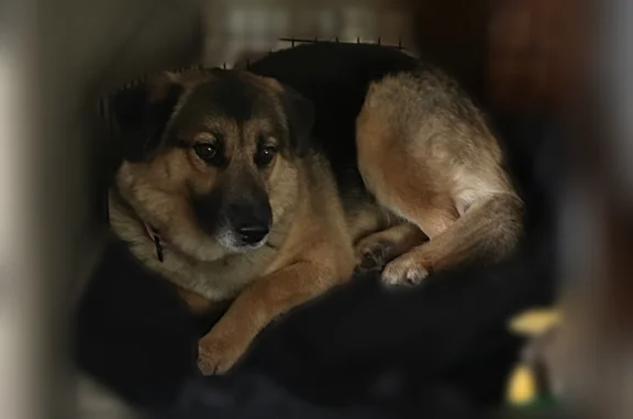 Lost dog, Pleasant Hills, Pennsylvania, Bridgeville - female, skittish - photo