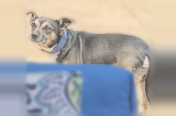 Lost dog, male, Pinyon Pine Lane, 14010, Charlotte - small older Jack Russell Terrier mix - photo
