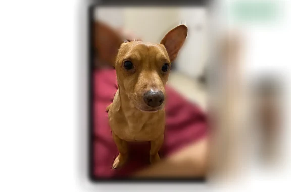 Lost dog, Young Road, Combes, Harlingen - photo