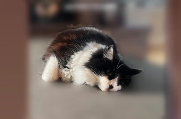 Lost cat, Voight Street, Sumner, Gig Harbor - female, black and white tuxedo, medium hair - photo