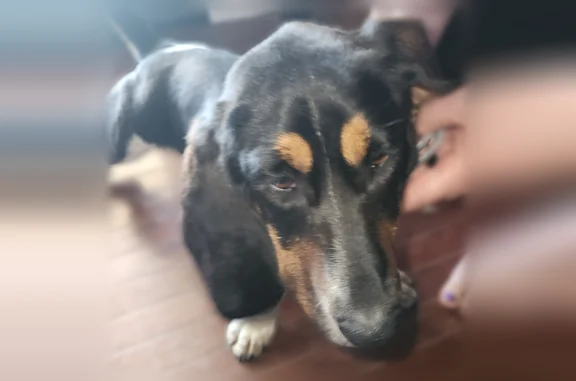 Found dog McKee, photo: Found dog, David Ball Road, 494, McKee - female