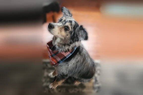 Lost dog, Rural Street, 3011, Rockford - male, very skittish - photo