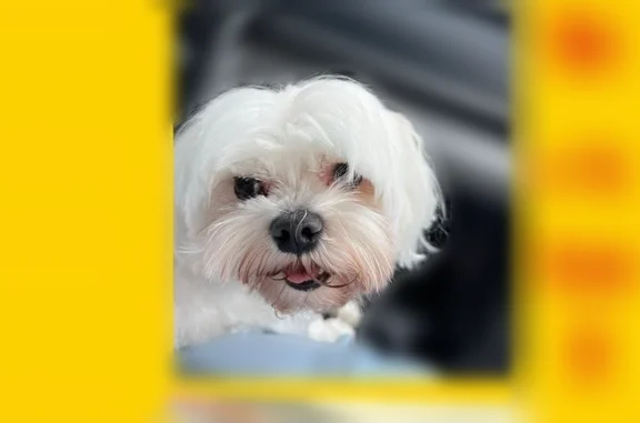 Lost dog, 7th Avenue, 1627, Charleston - white Maltese, neutered, stub tail - photo