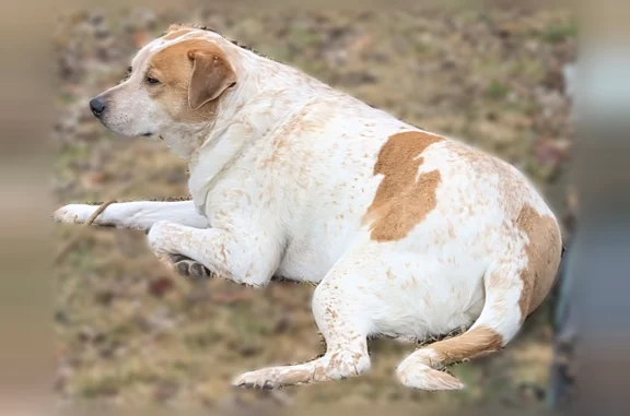 Lost dog, Bell Drive, 3097, Fairborn, Cincinnati - male, white with tan/brown spots - photo