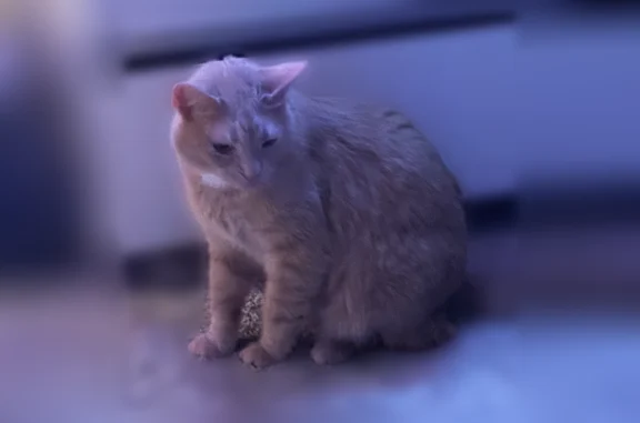 Lost cat, Apies Street, 3633, Murfreesboro, Nashville - photo