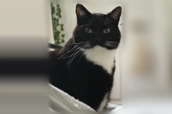 Lost cat, Themis Street Southeast, 1100, Leesburg - male - photo