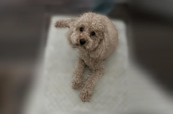 Lost dog, Bardstown Road, 5404, Louisville - very scared, indoor dog - photo