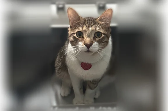 Missing cat Chicago, photo: Lost cat, male, South Artesian Avenue, 7016, Chicago - yellow eyes, scar under right nostril