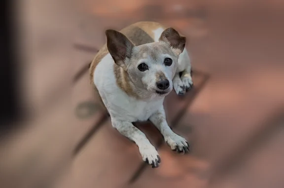 Lost dog, Groveside Drive, 8454, Strongsville — male, senior, one ear usually points up - photo