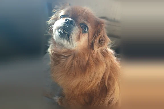 Lost dog, Walter Street, 1596, Memphis, Cambridge - female, reddish - photo